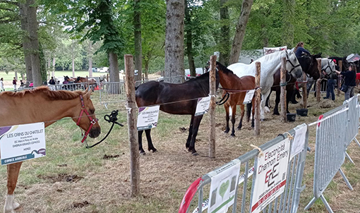 chevaux_comice_agricole_2023_scael