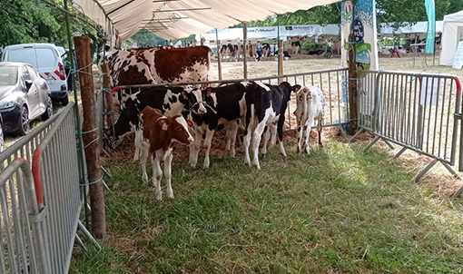 veau_comice_agricole_2023_scael