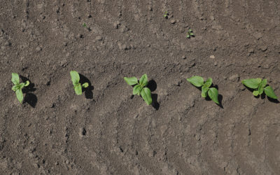 L&rsquo;azote en grandes cultures : un levier de performance stratégique à piloter avec précision