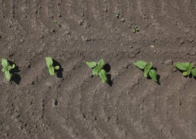 L&rsquo;azote en grandes cultures : un levier de performance stratégique à piloter avec précision
