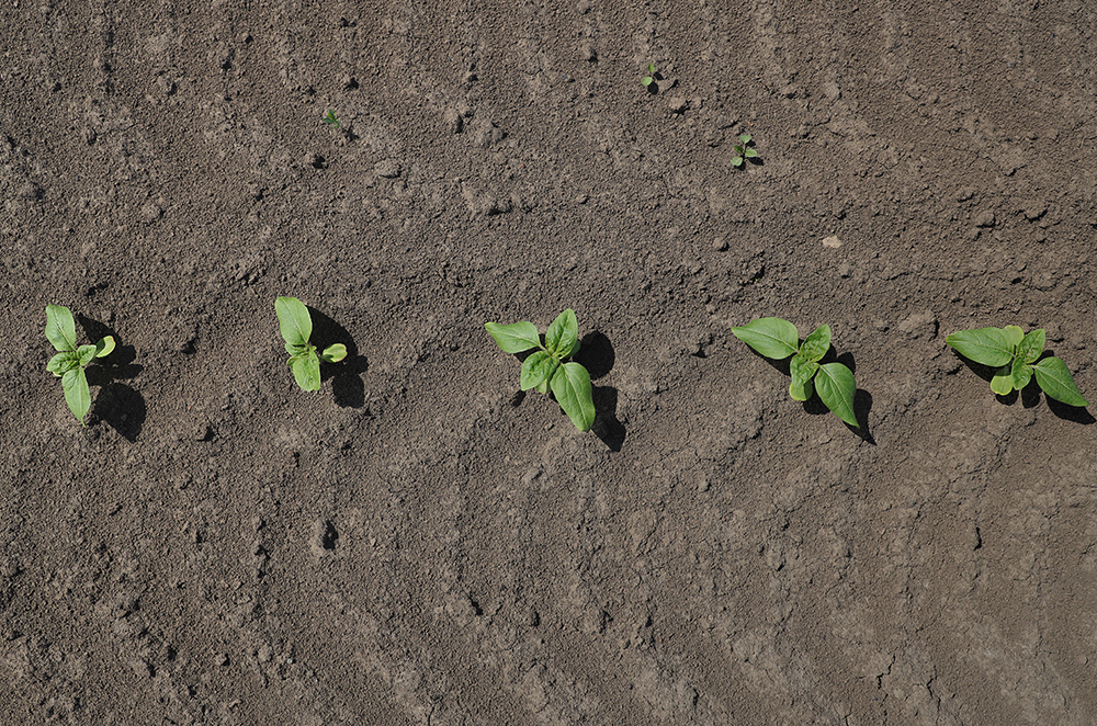 L&rsquo;azote en grandes cultures : un levier de performance stratégique à piloter avec précision